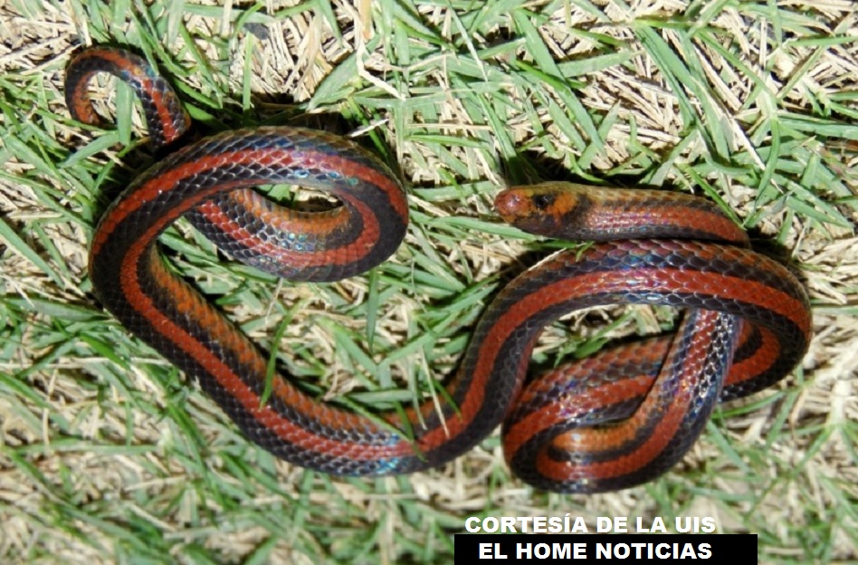 Esta especie de serpiente tiene sus características especiales: osteológicas, morfológicas, su coloración y sus escamas. Su estudio lo hizo un biológogo de la Universidad Industrial de Santander.