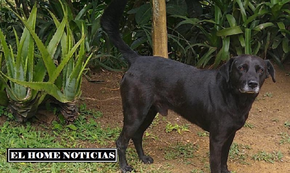 Según las autoridades Tommy, un perro de raza criolla sufrió una grave herida en sus genitales producida con arma blanca.
