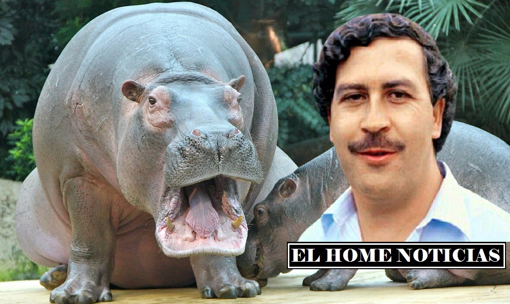 Hipopótamos de Pablo Escobar.