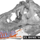 El presente estudio muestra la presencia de canales neurovasculares complejos ramificados en la mandíbula inferior de Tyrannosaurus.