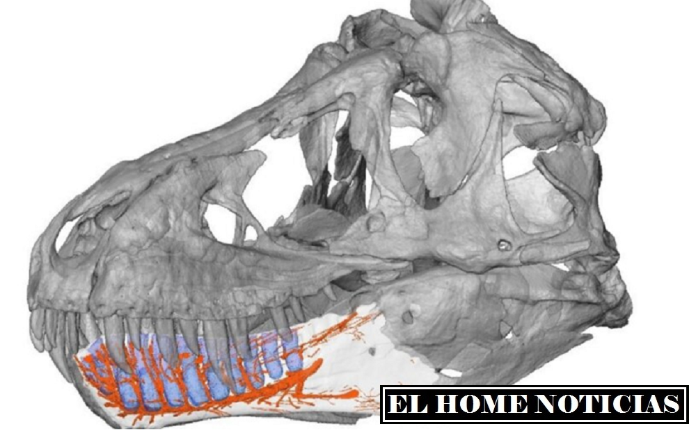El presente estudio muestra la presencia de canales neurovasculares complejos ramificados en la mandíbula inferior de Tyrannosaurus.